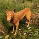 Coyote in 7 Days to Die