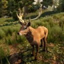 Stag in 7 Days to Die