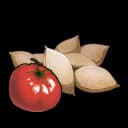 Tomatensaat