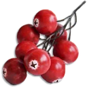 Cranberry