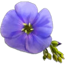 Flax