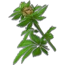 Hemp