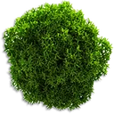 Mosses