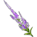 Sage