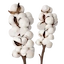 Cotton — Bellwright