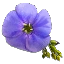 Flax — Bellwright