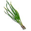 Garlic — Bellwright