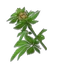 Hemp — Bellwright