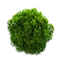 Mosses — Bellwright