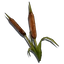 River Reed — Bellwright