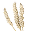 Wheat — Bellwright