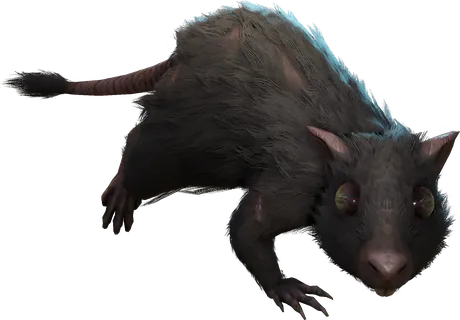 Rat