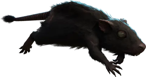 Rat, second render