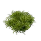 Moss — Enshrouded crafting material