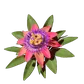 Passionflower icon