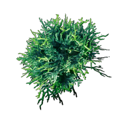 Acidic Mycelium icon