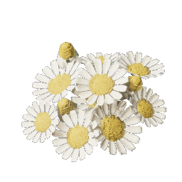 Chamomile icon