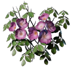 Climbing Rose icon