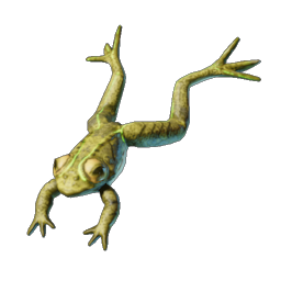 Frog icon