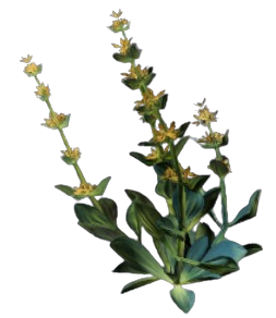 Gentian item icon — Enshrouded Consumables