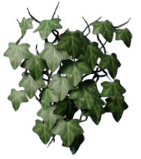 Ivy item icon — Enshrouded Overgrowth Material