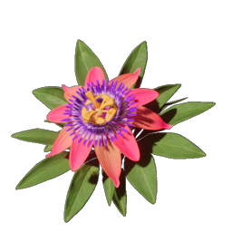 Passionflower icon