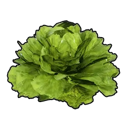 Lettuce icon
