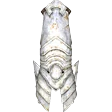 Holy Chest Plate
