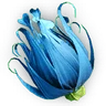 Blue Colorflower