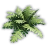 Green Fern Sprout