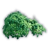 Green Hortensia Bush Sprout
