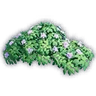 Flowering Hortensia Bush Sprout
