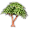 Green Tree Sprout