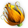 Orange Colorflower