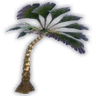 Wingleaf Palm Sprout