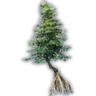 Pine Sprout