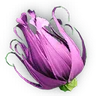 Purple Colorflower