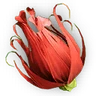 Red Colorflower