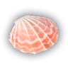 Seashell