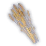 Spliced Wheat Seeds