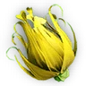Yellow Colorflower