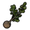 Apple Tree Seedling
