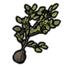 Birch Seedling