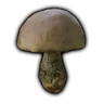 Bitter Bolete Mushroom