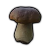Bolete Mushroom