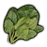 Broadleaf Plantain