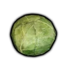 Cabbage