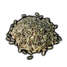 Carrot Seed
