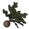 Cherry Tree Seedling