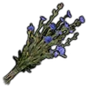 Chicory